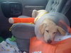 Forsythe the Yellow Lab