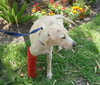 Forsythe the Yellow Lab