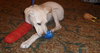 Forsythe the Yellow Lab