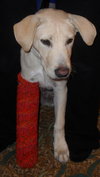 Forsythe the Yellow Lab