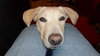 Forsythe the Yellow Lab