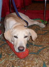 Forsythe the Yellow Lab