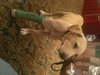 Forsythe the Yellow Lab