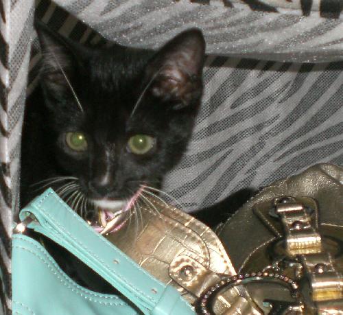 Lily the Escape Artist