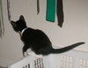 Lily the Escape Artist