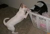 Lily the Escape Artist