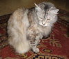 Hanah the Long Hair Maine Coon