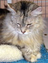 Hanah the Long Hair Maine Coon