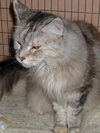 Hanah the Long Hair Maine Coon