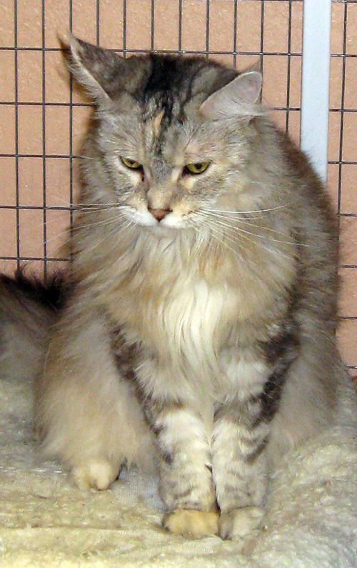 Hanah the Long Hair Maine Coon
