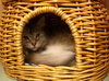 Hanah the Long Hair Maine Coon