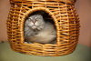 Hanah the Long Hair Maine Coon