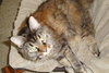 Gypsie the Long Hair Maine Coon