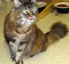 Gypsie the Long Hair Maine Coon