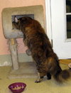 Gypsie the Long Hair Maine Coon