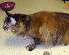 Gypsie the Long Hair Maine Coon