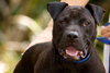 Tye the American Bulldog