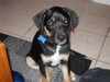 Rocky the Rockstar