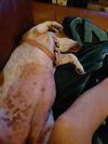 Misty NC the Bassett Hound