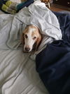Misty NC the Bassett Hound