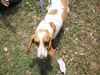Misty NC the Bassett Hound