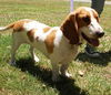 Misty NC the Bassett Hound