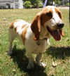 Misty NC the Bassett Hound