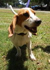 Misty NC the Bassett Hound