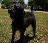 Basil the Labradoodle