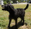 Basil the Labradoodle