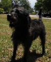 Basil the Labradoodle
