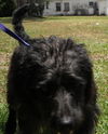 Basil the Labradoodle