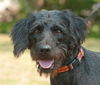 Basil the Labradoodle