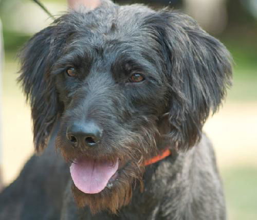 Basil the Labradoodle