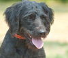 Basil the Labradoodle