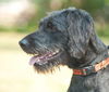 Basil the Labradoodle
