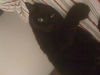 Anthony the de-clawed Giant Love Bug