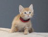 Ginger Rogers the Happy Go Lucky Kitten