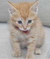 Ginger Rogers the Happy Go Lucky Kitten