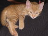 Ginger Rogers the Happy Go Lucky Kitten