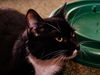 Mittens the Tuxedo Hemingway