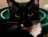 Mittens the Tuxedo Hemingway
