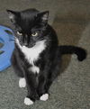 Mittens the Tuxedo Hemingway