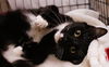 Mittens the Tuxedo Hemingway