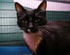 Mittens the Tuxedo Hemingway