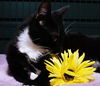 Mittens the Tuxedo Hemingway