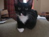Mittens the Tuxedo Hemingway