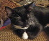 Mittens the Tuxedo Hemingway