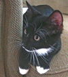 Mittens the Tuxedo Hemingway