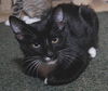 Mittens the Tuxedo Hemingway